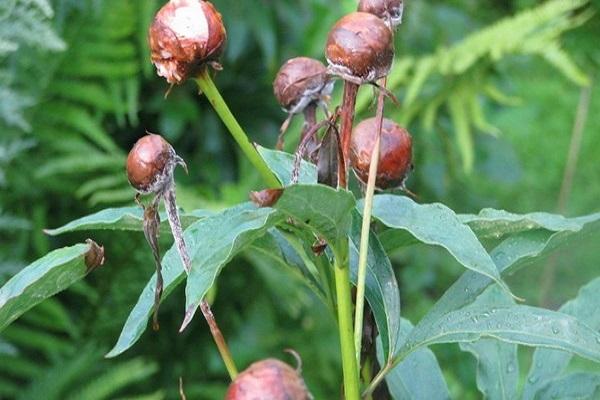 verticillary wilting