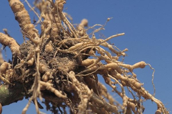 rootworm nematode