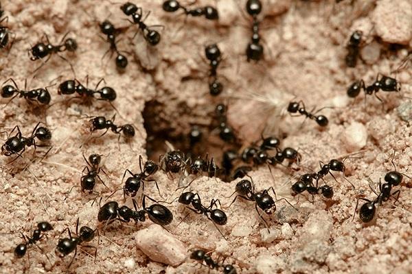 lots of ants