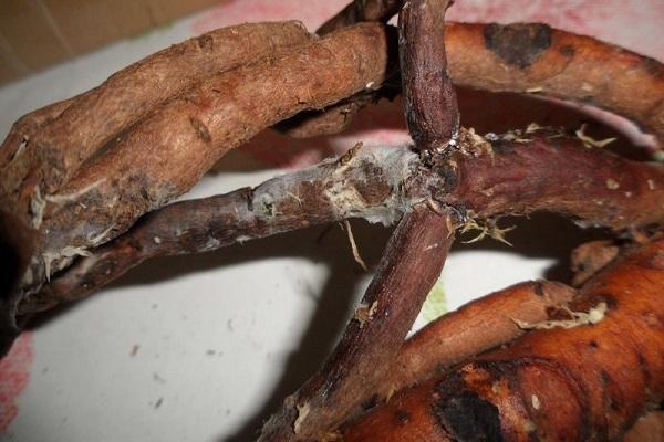 root rot