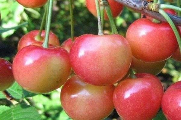 bắt đầu đỏ mặt