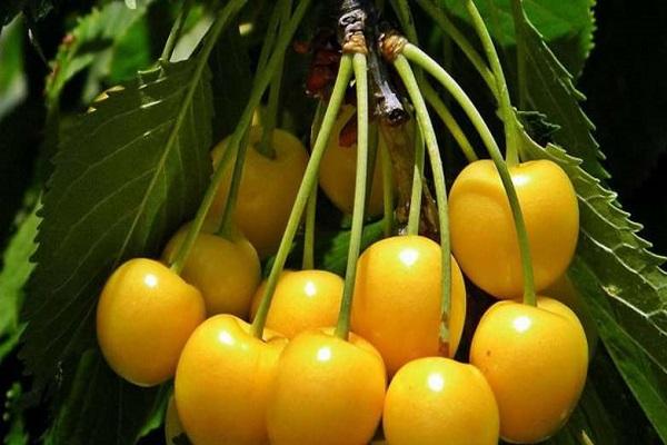 vàng cấp