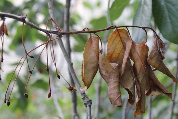 đốt cháy monilial