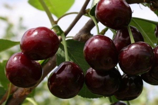chất lượng của quả mọng