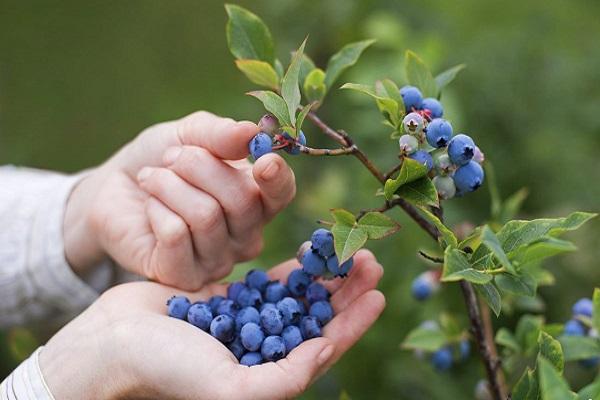 Blaubeeren ernten