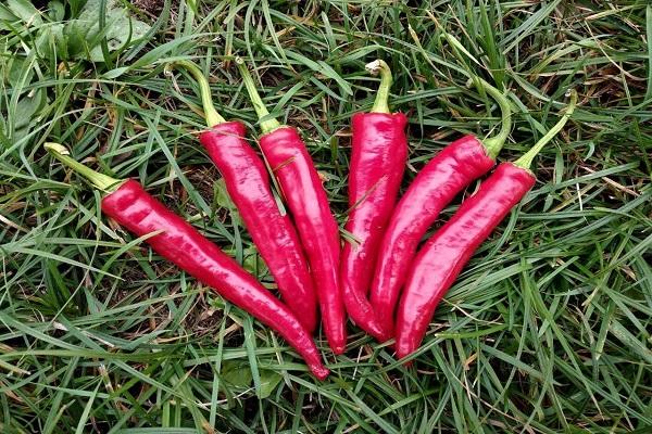 pimenta amarga