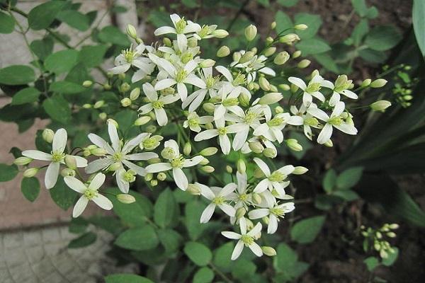 terniflore blanche