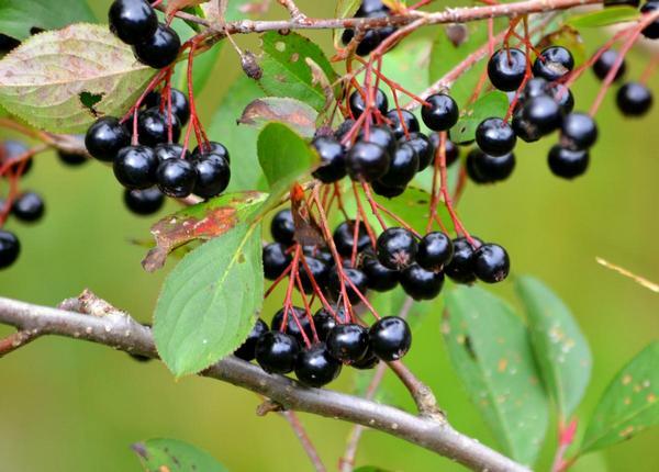 aronia