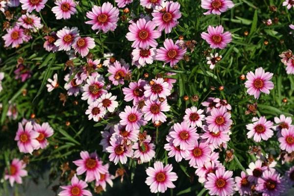 pinke Blumen