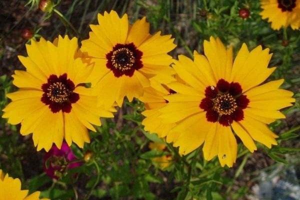 goldene Blüte