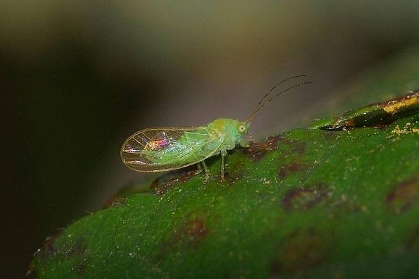 plaga de insectos