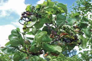 Measures to combat tartar on a pear and methods of treating the disease