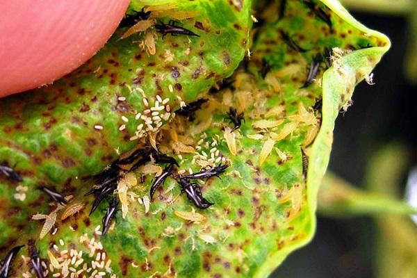 thrips pests