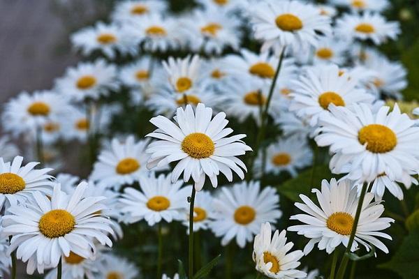 quality flowering