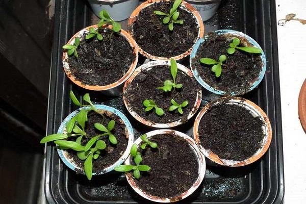 picking in pots