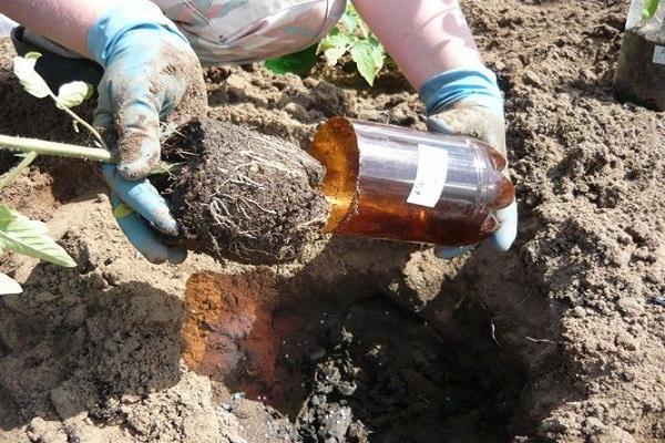 planting in the ground