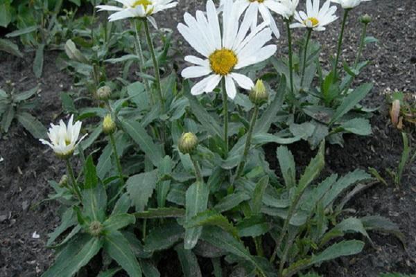 blooming flower