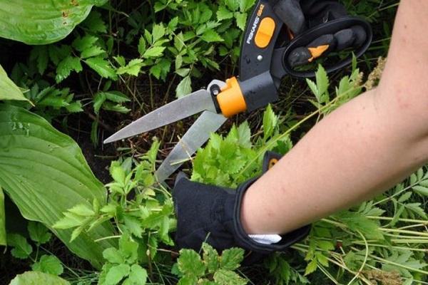 plant pruning