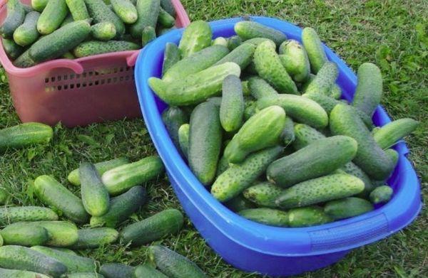 fresh greens