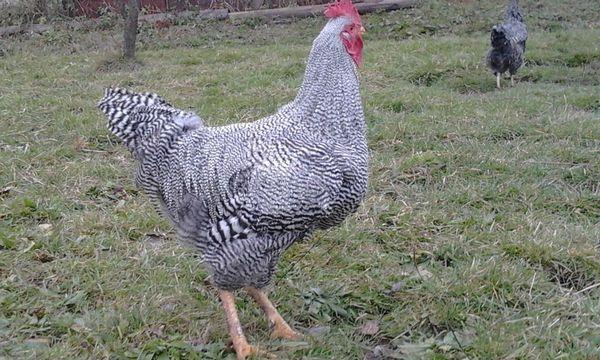 Plymouth rock tavuk ırkı