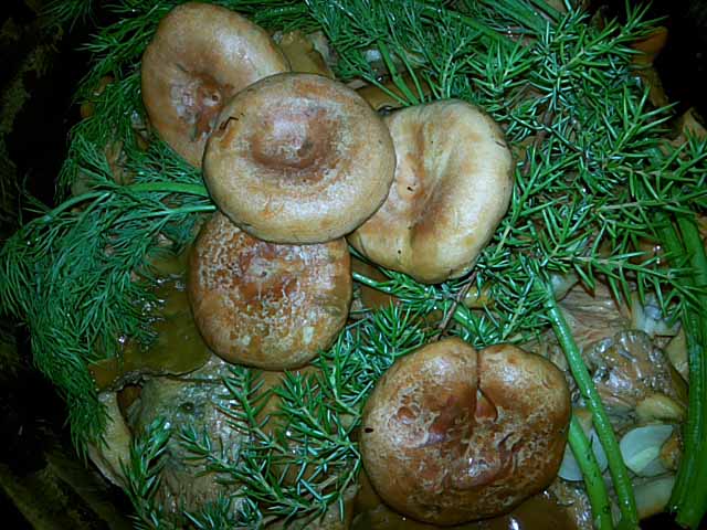 الفطر على الطاولة