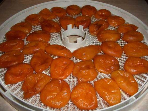 مشمش مجفف في مجفف كهربائي