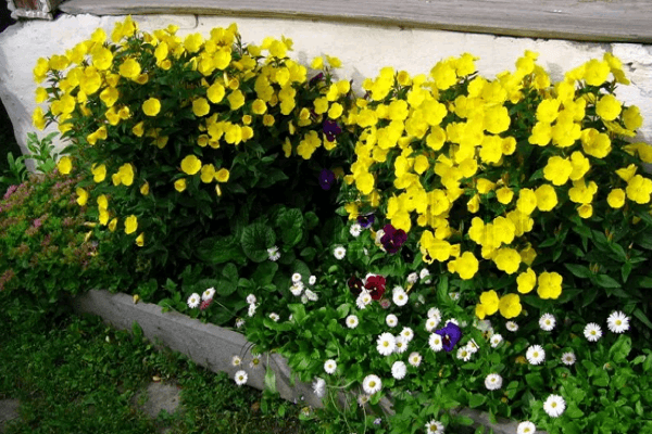 floração para tratamento
