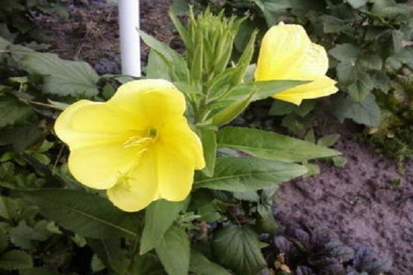 variedade perene