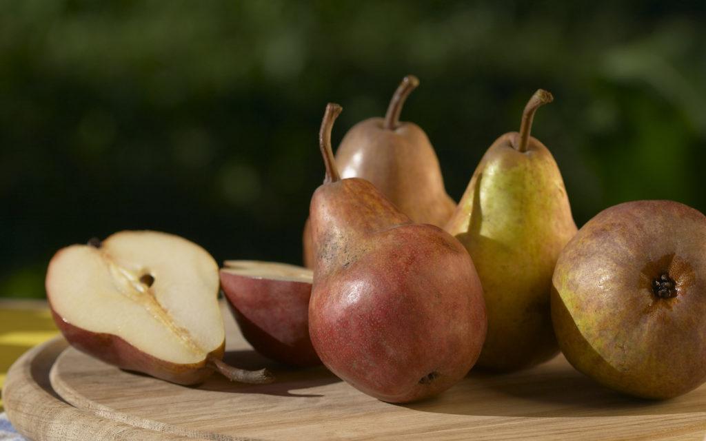 harvesting pears