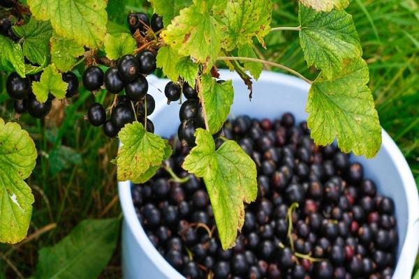 pick berries