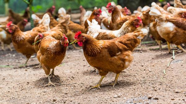 Poulets