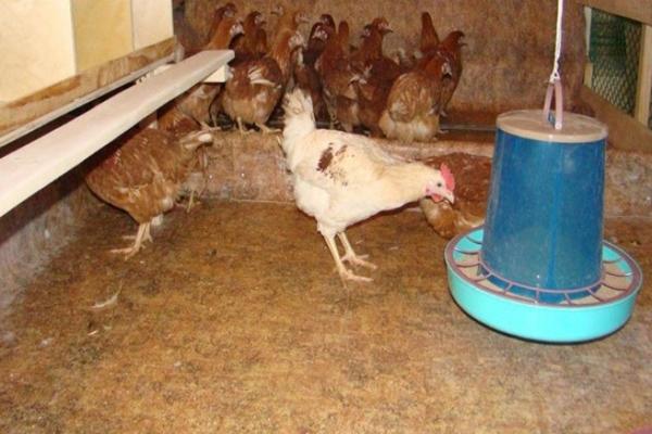 أرضية قن الدجاج
