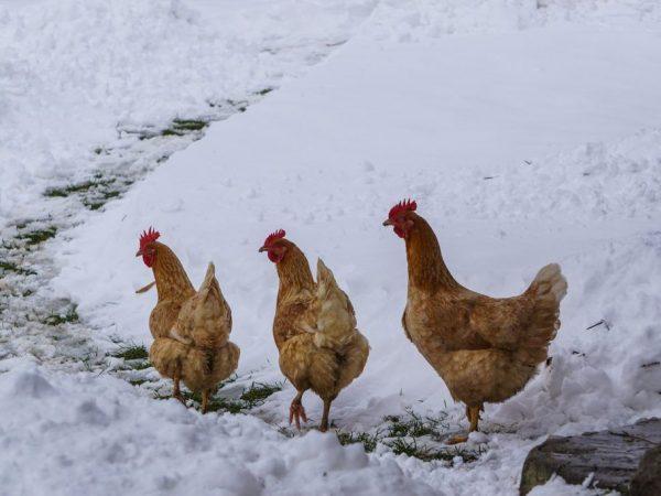 Galinhas no inverno