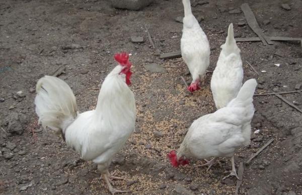 Ernährung der Hühnerrasse Herkules
