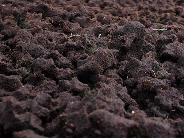 Turfa musgosa em galinheiro