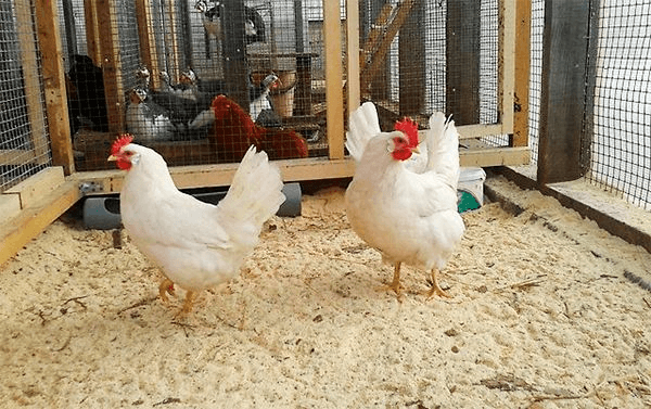 أرضية قن الدجاج