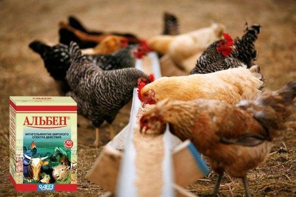 alben for chickens
