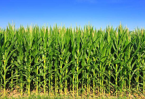 Corn field