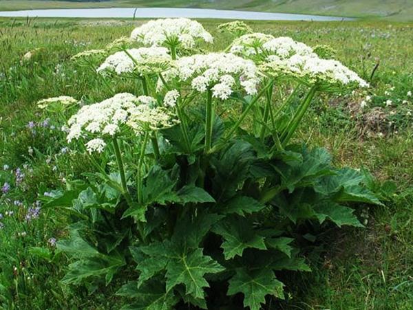 Hogweed