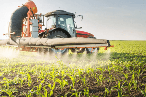 To protect the plantings, prepare a solution of the fungicide Prozaro