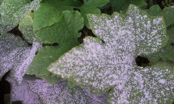 powdery mildew