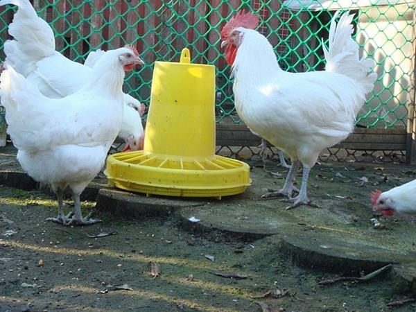 Nutrition of chickens Bress Galskaya