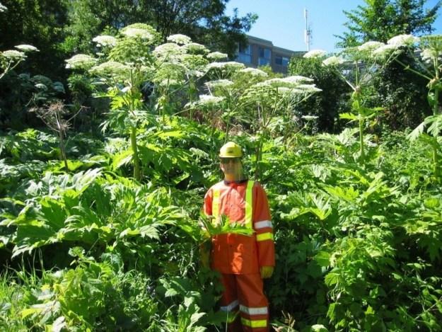 Hogweed