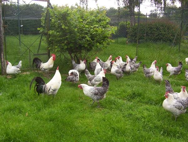 Chicken nutrition