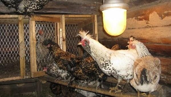 Osvetlenie Coop