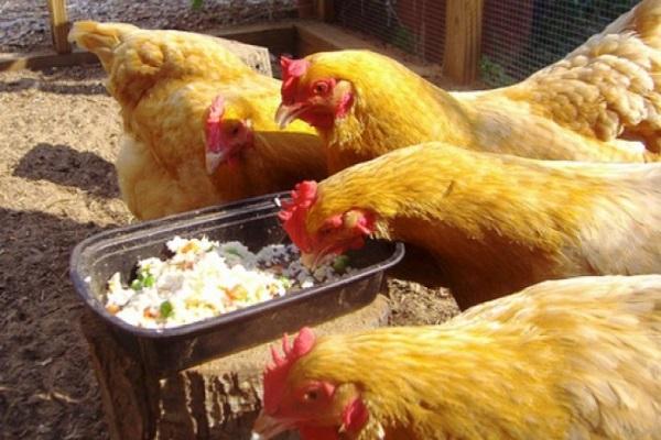 chickens eat