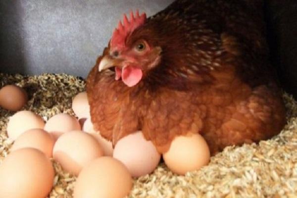 laying hen with eggs