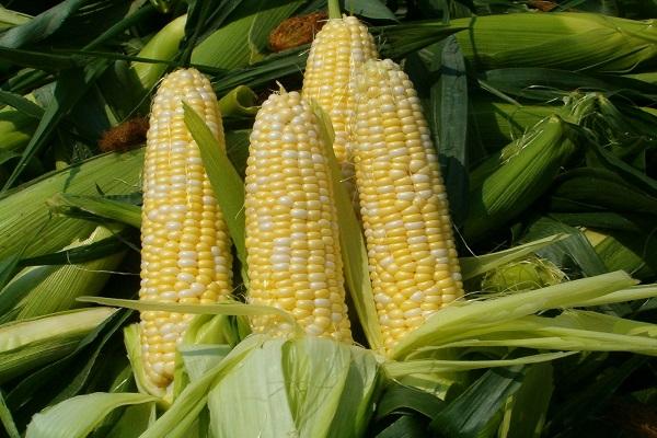 царевични люлки