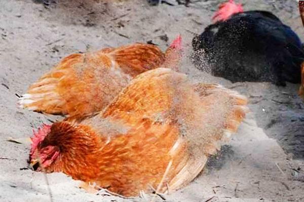 يختبئون في الرمال