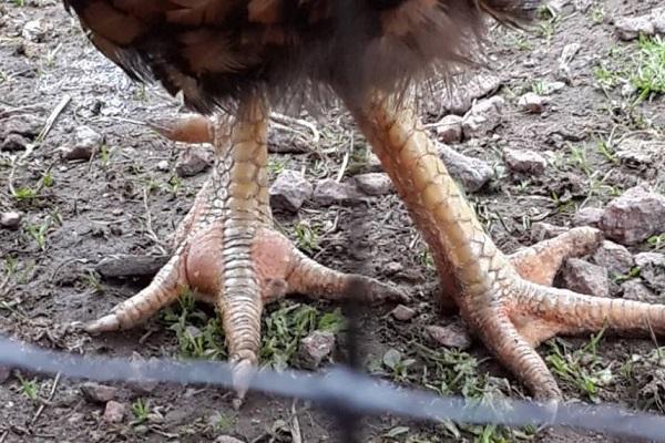 πρησμένος σχηματισμός